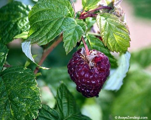 رازبری (رَزبری)