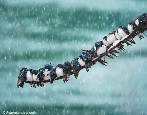  تصاویری زیبا از شگرد پرندگان در فصل سرما! 