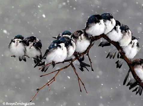 تصاویری زیبا از شگرد پرندگان در فصل سرما!