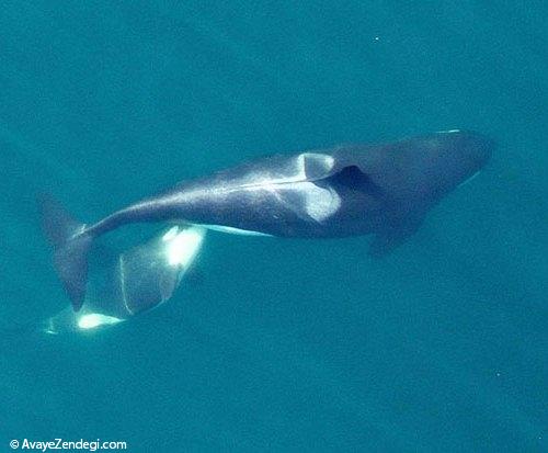 واضح‌ترین تصاویر یک پهپاد از نهنگ قاتل