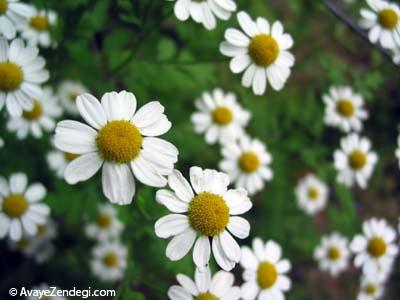 گیاهان دارویی مفید برای کمردرد