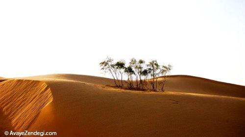 در سفر به «نینگ شیا» کویر و جنگل را یکجا ببینید