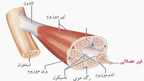 فیبر عضلانی چیست و چرا به هدف ورزش وابسته است؟