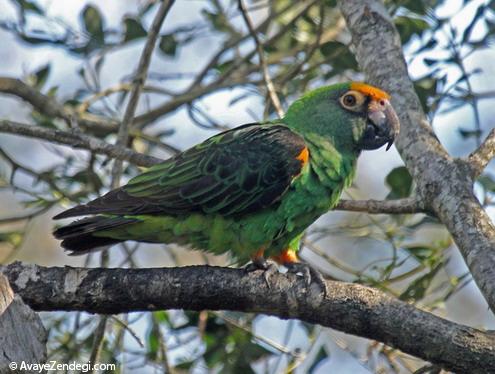  طوطی آفرقایی ژاردین- African Jardine parrot 