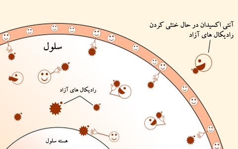 آنتی اکسیدان چیست و چه نقشی در بدن و ورزش دارد؟