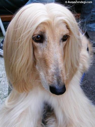 سگ نژاد افغان هوند (Afghan Hound)