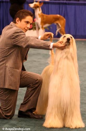  سگ نژاد افغان هوند (Afghan Hound) 