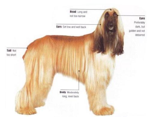  سگ نژاد افغان هوند (Afghan Hound) 