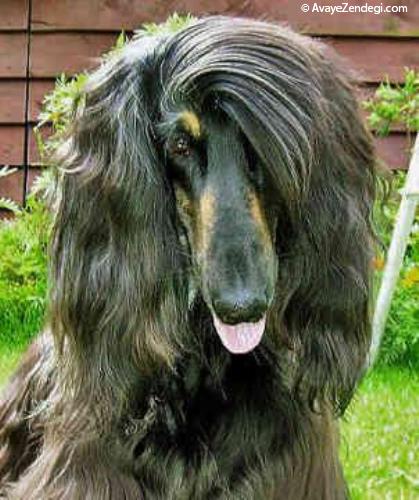  سگ نژاد افغان هوند (Afghan Hound) 