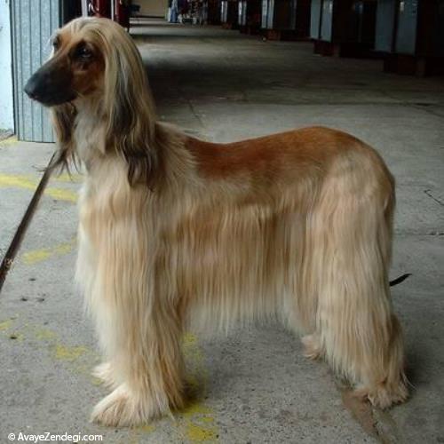  سگ نژاد افغان هوند (Afghan Hound) 