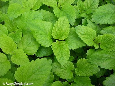 10 گیاه دارویی که عفونت را از بدن دور میکند