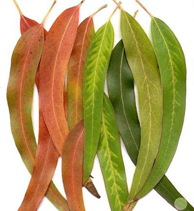 10 گیاه دارویی که عفونت را از بدن دور میکند