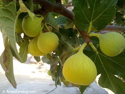 10 گیاه دارویی که عفونت را از بدن دور میکند