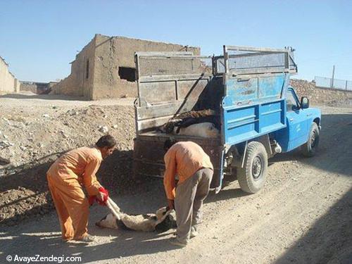  ژست روشنفکری با چاشنی جانوردوستی! 