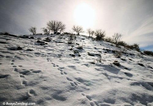 طبیعت زمستانی رومشگان