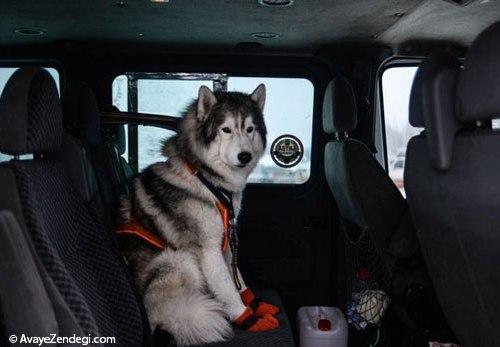 سورتمه رانی سگ در سراسر روسیه