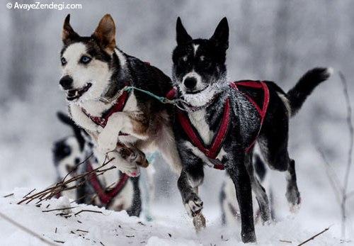 سورتمه رانی سگ در سراسر روسیه