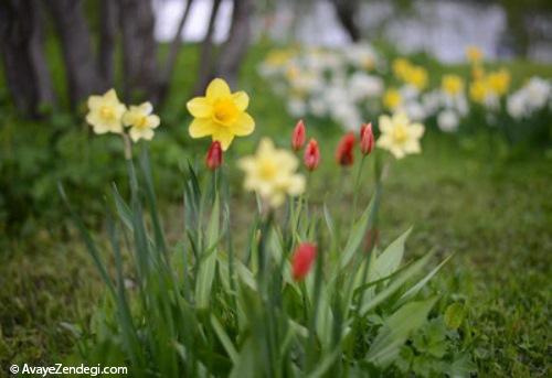 خوش آنکه نشینیم میان گل و لاله (هاتف اصفهانی)