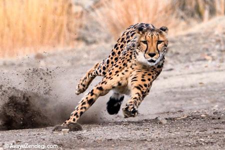  سریع‌ترین جانوران روی زمین را بشناسید! 