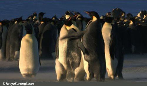 پنگوئن چگونه جانداری است؟