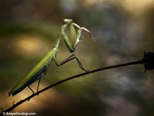 آخوندک، حشره ای مفید برای باغ و باغچه