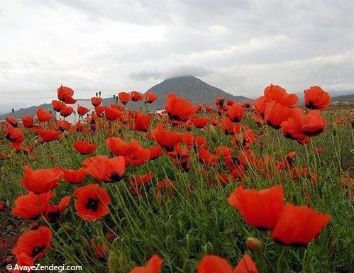 10 جاذبهی بکر برای ایرانگردی در بهار 10 جاذبهی بکر برای ایرانگردی در بهار