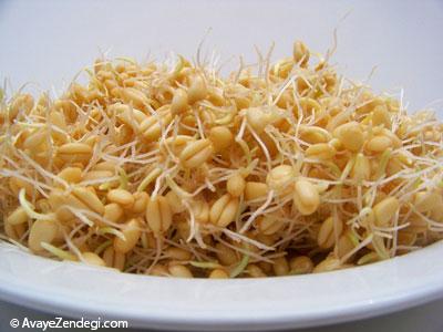 گیاهان عضله ساز کدامند؟ گیاهان عضله ساز کدامند؟