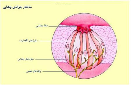 چگونه طعم و مزه غذا را احساس می کنیم؟