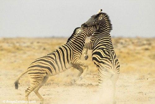 جدال گور خرها بر سر آب