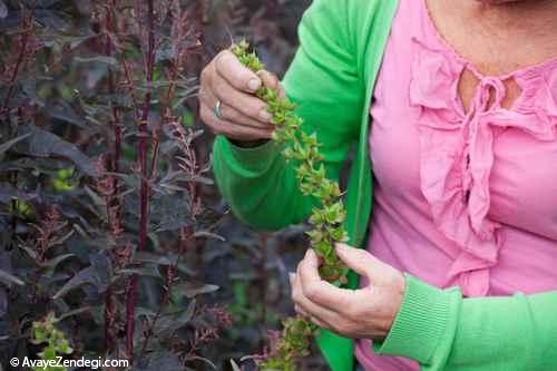 روش جمع آوری و ذخیره دانه های گیاهی برای كاشت مجدد