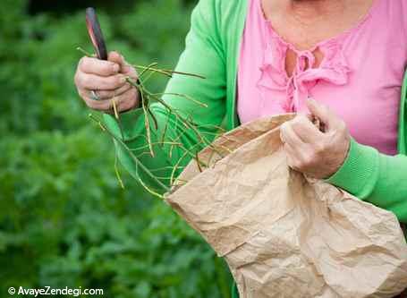 روش جمع آوری و ذخیره دانه های گیاهی برای كاشت مجدد