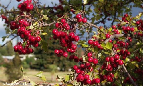 بیماری های دهان و درمان آن با طب سنتی