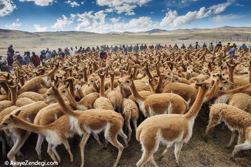 26 تصویر زیبا از سفرهای نشنال جئوگرافیک در سال 2016