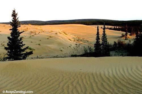 کویری در میان جنگل انبوه