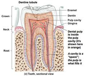 علت درد دندادن